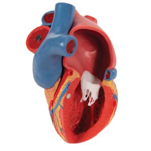 Magnetic Heart Model