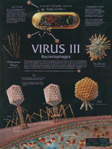 Biocam Bacterial Charts