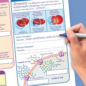 Reusable Laminated Guides