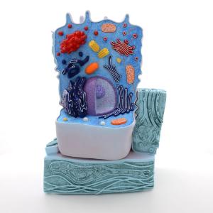 Animal Cell Model