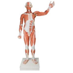 Lifesize Male Muscular