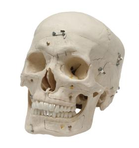 Rudiger Demonstration Skull