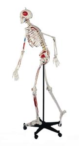 Rudiger® Flexible Skeletons