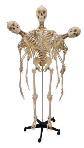 Rudiger® Flexible Skeletons