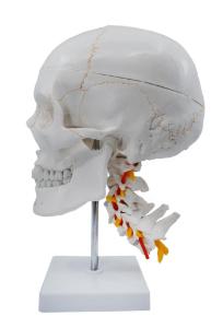 Numbered skull model