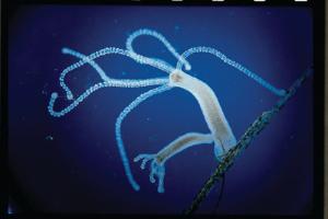 Ward's® Live Brown Hydra (<i>Hydra littoralis</i>)