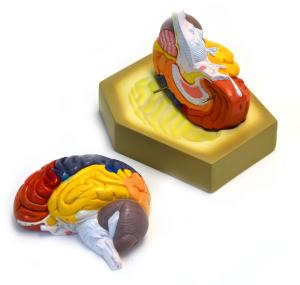 Eisco® Regional Human Brain Model, 2 Parts