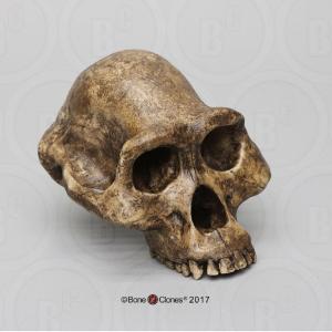 BoneClones® Economy Hominid Crania