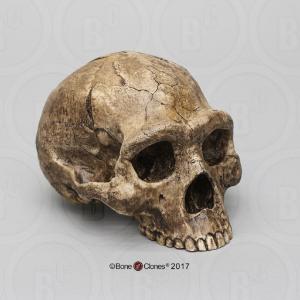 BoneClones® Economy Hominid Crania