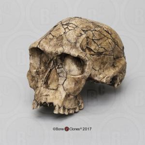 BoneClones® Economy Hominid Crania