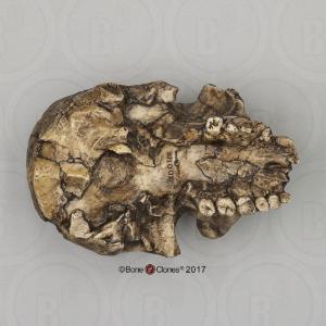 BoneClones® Economy Hominid Crania