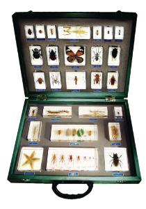 27-Piece Invertebrate Embedment Set