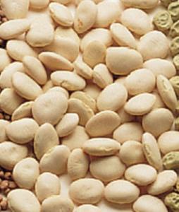 Lima Bean Seeds