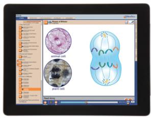 Guide, mitosis W online lesson