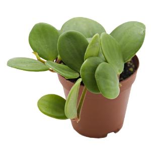 Hope peperomia