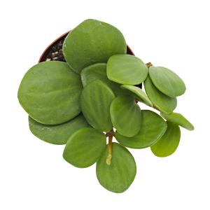 Hope peperomia