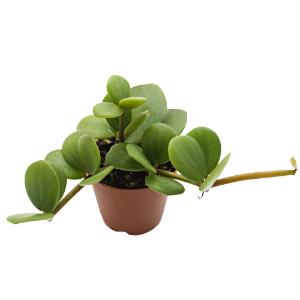 Hope peperomia