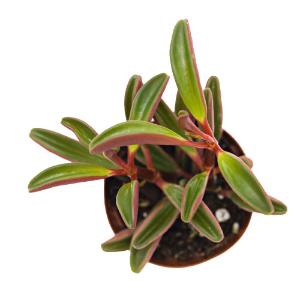 Ruby peperomia