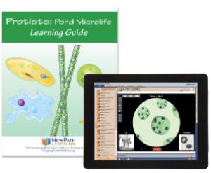 Guide, protists W online lesson