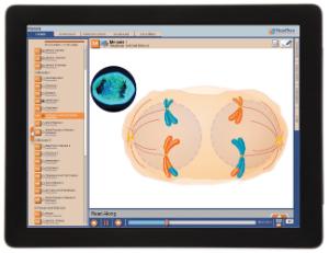 Guide, meiosis W online lesson