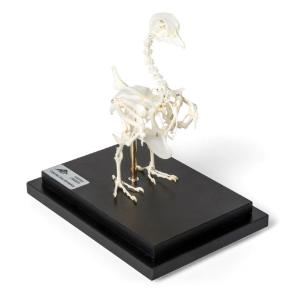 Pigeon Skeleton Articulated on Base