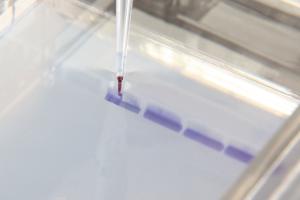 Ward's® AP Biology Investigation 9: Genetics and Information Transfer: Restriction Enzymes