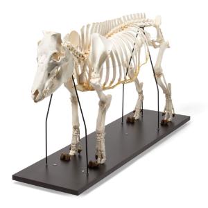 Pig Skeleton F Articulated