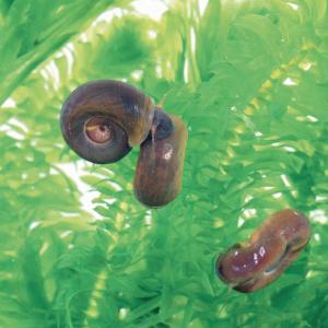 Ward's® Live Pond Snails