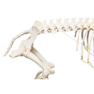 Pig Skeleton M Articulated