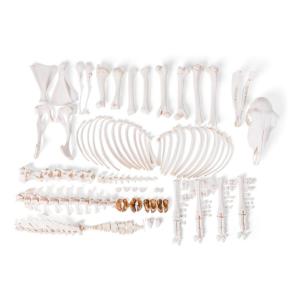 Sheep Skeleton F Disarticulated