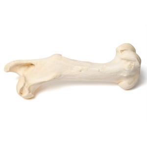 Mammal Femur Bones