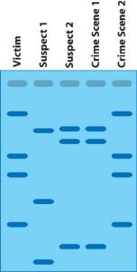 DNA Fingerprinting Activity Kit