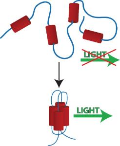 Protein Folding Study Activity Kit