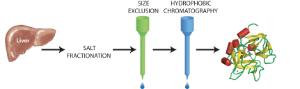 Antigen Antibody Interaction Activity Kit