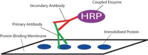 Western Blot Analysis Activity Kit