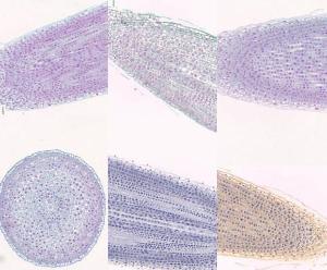 Onion Mitosis Slides