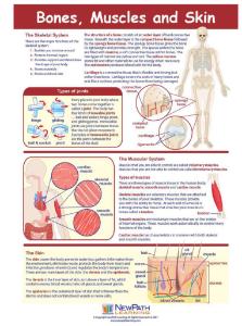 Game bones muscles skin LC-GR 6-9