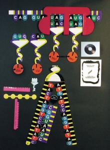 Protein Synthesis Manipulatives Demonstration