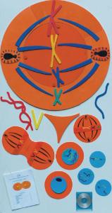 Mitosis Manipulatives