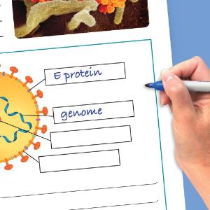 Chart coronavirus