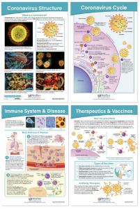 Chart coronavirus structure