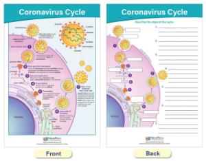 Chart coronavirus structure