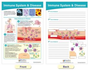 Chart coronavirus structure