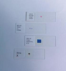 Prepared microscope slides