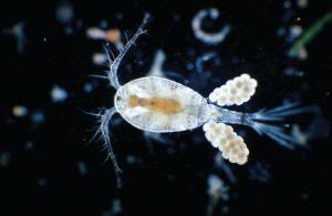 Ward's® Freshwater Copepods