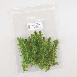 Ward's® Live <i>Egeria sp.</i> Aquatic Plants