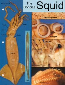 Biocam Concise Photographic Dissection Guides