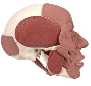 3B Scientific® Skull With Facial Muscles