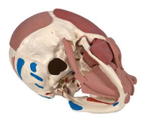 3B Scientific® Skull With Facial Muscles