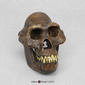 Model australopithecus